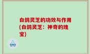 白鸽灵芝的功效与作用(白鸽灵芝：神奇的瑰宝)
