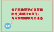 长的很像灵芝的毒蘑菇图片(毒蘑菇如灵芝？专家提醒别被外形迷惑)