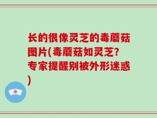 长的很像灵芝的毒蘑菇图片(毒蘑菇如灵芝？专家提醒别被外形迷惑)