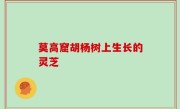 莫高窟胡杨树上生长的灵芝