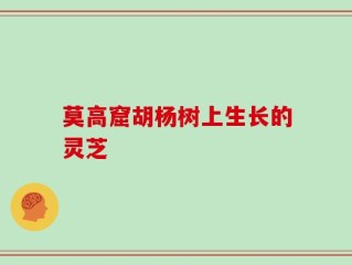 莫高窟胡杨树上生长的灵芝