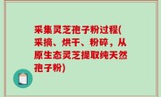 采集灵芝孢子粉过程(采摘、烘干、粉碎，从原生态灵芝提取纯天然孢子粉)