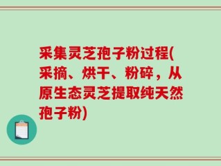 采集灵芝孢子粉过程(采摘、烘干、粉碎，从原生态灵芝提取纯天然孢子粉)