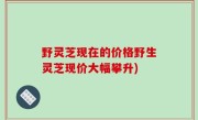 野灵芝现在的价格野生灵芝现价大幅攀升)