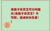 用锯子采灵芝可以吗图片(用锯子采灵芝？不可取，造成树木伤害！)