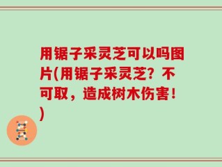 用锯子采灵芝可以吗图片(用锯子采灵芝？不可取，造成树木伤害！)
