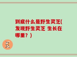 到底什么是野生灵芝(发现野生灵芝 生长在哪里？)