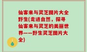 仙客来与灵芝图片大全野生(走进自然，探寻仙客来与灵芝的美丽世界——野生灵芝图片大全)