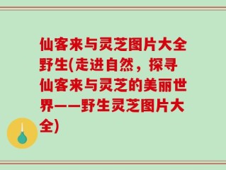 仙客来与灵芝图片大全野生(走进自然，探寻仙客来与灵芝的美丽世界——野生灵芝图片大全)