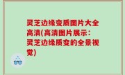 灵芝边缘变质图片大全高清(高清图片展示：灵芝边缘质变的全景视觉)