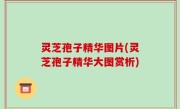 灵芝孢子精华图片(灵芝孢子精华大图赏析)