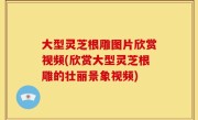 大型灵芝根雕图片欣赏视频(欣赏大型灵芝根雕的壮丽景象视频)