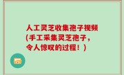 人工灵芝收集孢子视频(手工采集灵芝孢子，令人惊叹的过程！)