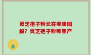 灵芝孢子粉长在哪里图解？灵芝孢子粉哪里产