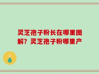 灵芝孢子粉长在哪里图解？灵芝孢子粉哪里产