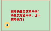 雨季采集灵芝孢子粉(采集灵芝孢子粉，这个雨季来了)