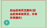 赶山赶海灵芝图片(赶山赶海采摘灵芝，分享珍贵图片)