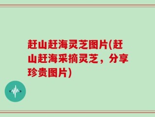 赶山赶海灵芝图片(赶山赶海采摘灵芝，分享珍贵图片)