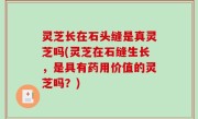 灵芝长在石头缝是真灵芝吗(灵芝在石缝生长，是具有药用价值的灵芝吗？)