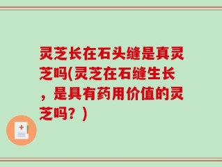 灵芝长在石头缝是真灵芝吗(灵芝在石缝生长，是具有药用价值的灵芝吗？)