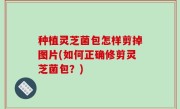 种植灵芝菌包怎样剪掉图片(如何正确修剪灵芝菌包？)