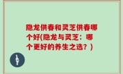 隐龙供春和灵芝供春哪个好(隐龙与灵芝：哪个更好的养生之选？)