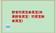 野生竹灵芝赤灵芝(珍贵野生灵芝：竹灵芝和赤灵芝)