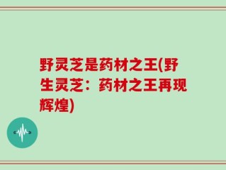 野灵芝是药材之王(野生灵芝：药材之王再现辉煌)