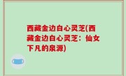 西藏金边白心灵芝(西藏金边白心灵芝：仙女下凡的泉源)