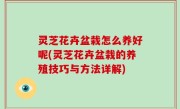 灵芝花卉盆栽怎么养好呢(灵芝花卉盆栽的养殖技巧与方法详解)