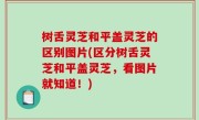 树舌灵芝和平盖灵芝的区别图片(区分树舌灵芝和平盖灵芝，看图片就知道！)