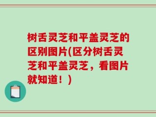 树舌灵芝和平盖灵芝的区别图片(区分树舌灵芝和平盖灵芝，看图片就知道！)