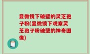 显微镜下破壁的灵芝孢子粉(显微镜下观察灵芝孢子粉破壁的神奇图像)