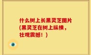 什么树上长黑灵芝图片(黑灵芝在树上纵横，壮观震撼！)