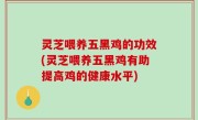 灵芝喂养五黑鸡的功效(灵芝喂养五黑鸡有助提高鸡的健康水平)