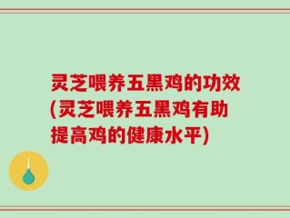 灵芝喂养五黑鸡的功效(灵芝喂养五黑鸡有助提高鸡的健康水平)