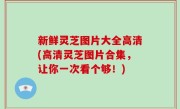 新鲜灵芝图片大全高清(高清灵芝图片合集，让你一次看个够！)