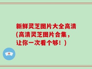 新鲜灵芝图片大全高清(高清灵芝图片合集，让你一次看个够！)