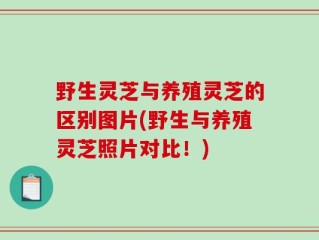 野生灵芝与养殖灵芝的区别图片(野生与养殖灵芝照片对比！)