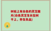 树桩上有白色的灵芝图片(白色灵芝生长在树干上，养生良品)