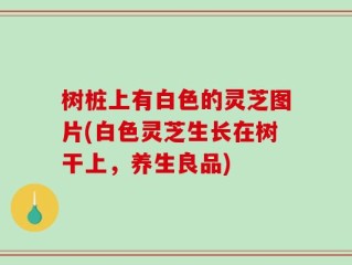树桩上有白色的灵芝图片(白色灵芝生长在树干上，养生良品)