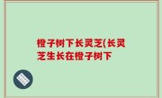 橙子树下长灵芝(长灵芝生长在橙子树下