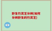 野生竹灵芝分辨(如何分辨野生的竹灵芝)