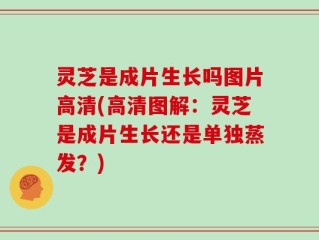 灵芝是成片生长吗图片高清(高清图解：灵芝是成片生长还是单独蒸发？)