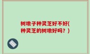 树墩子种灵芝好不好(种灵芝的树墩好吗？)