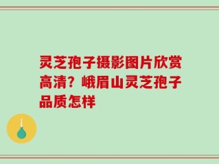 灵芝孢子摄影图片欣赏高清？峨眉山灵芝孢子品质怎样
