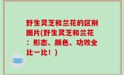 野生灵芝和兰花的区别图片(野生灵芝和兰花：形态、颜色、功效全比一比！)