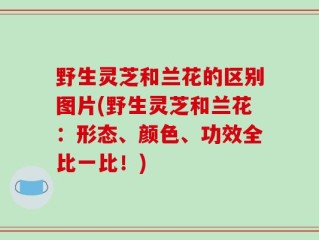 野生灵芝和兰花的区别图片(野生灵芝和兰花：形态、颜色、功效全比一比！)