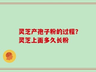 灵芝产孢子粉的过程？灵芝上面多久长粉