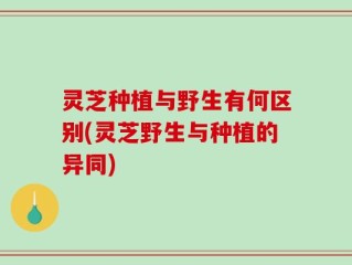 灵芝种植与野生有何区别(灵芝野生与种植的异同)